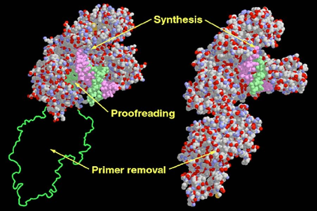 Diagramm eines Proteinmoleküls mit den Begriffen 'Synthese', 'Fehlerkorrektur' und 'Primer-Entfernung' auf einem dunklen Hintergrund.