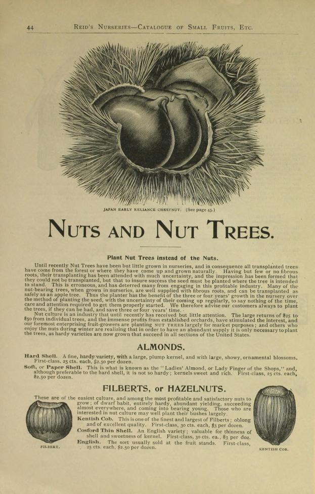 Ein altes Buch mit Illustrationen und Beschreibungen verschiedener Nüsse und Nussb├Ąume.