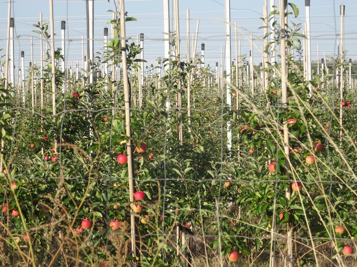 Ein ordentlich angelegter Apfelgarten mit saftig grünen Pflanzen und leuchtend roten Äpfeln unter einem sichtbaren Himmel.