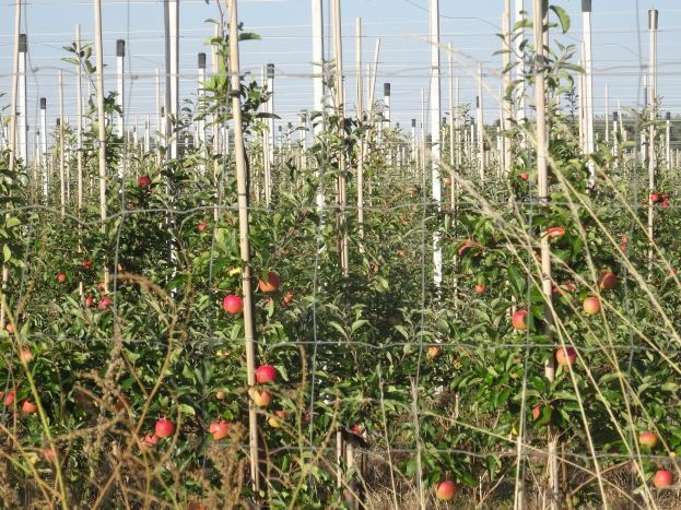 Ein ordentlich angelegter Apfelgarten mit saftig grünen Pflanzen und leuchtend roten Äpfeln unter einem sichtbaren Himmel.