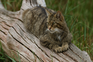 Eine Katze sitzt auf einem Ast eines Baumes, der auf einer grasbewachsenen Fläche steht.