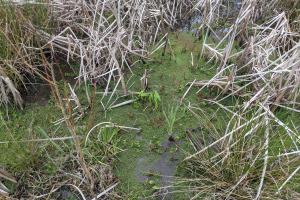 FW-DE: Schafe im Teich feststecken - Tierrettung in Breckerfeld