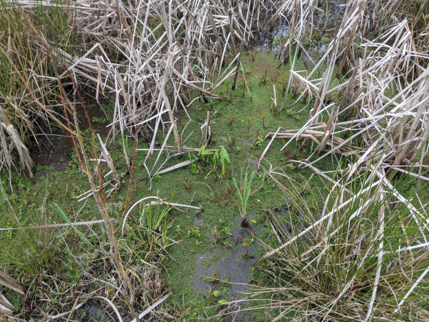 FW-DE: Schafe im Teich feststecken - Tierrettung in Breckerfeld