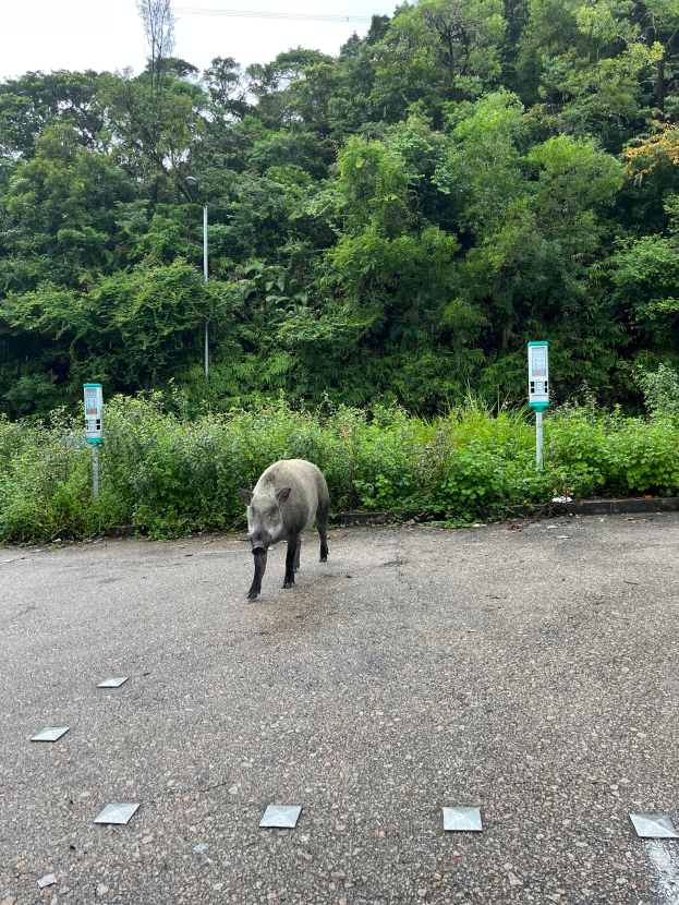 Ein Wildschwein, das über einen Parkplatz neben einem Wald läuft, mit Bäumen und Pflanzen im Hintergrund.