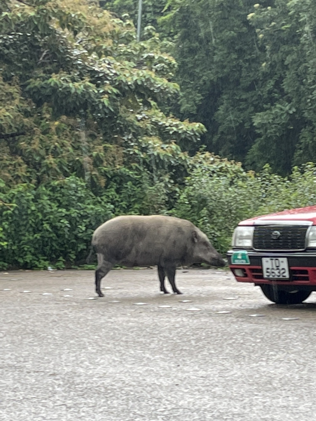 Wildschwein öber die Straße vor einem roten Auto mit Bäumen im Hintergrund.