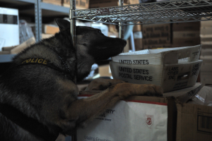 Polizeihund liegt auf einem Stapel Kisten in einem Lager umgeben von Kartonagen auf Regalen.