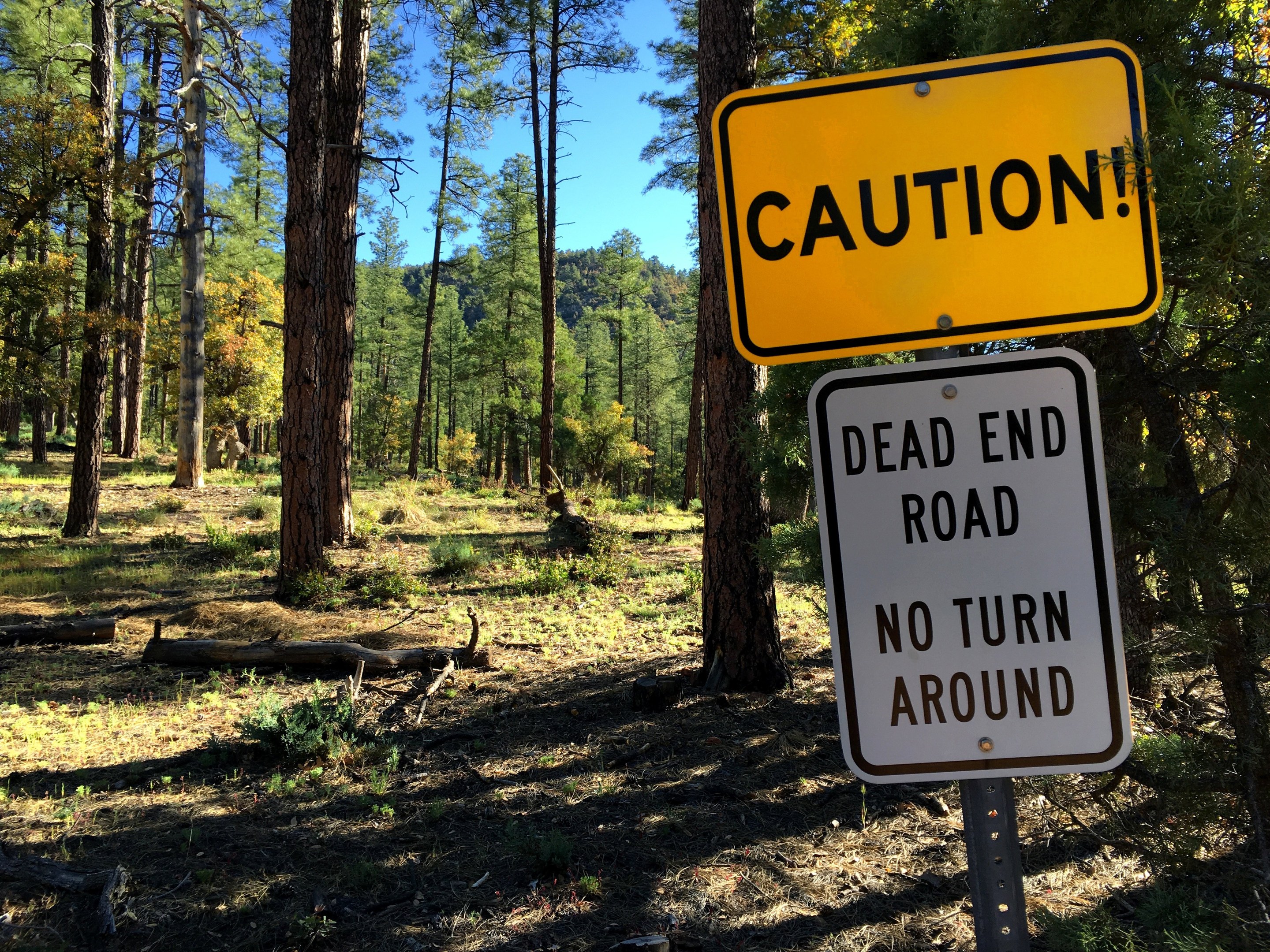 Vorsichtsschild im Wald mit der Aufschrift "Sackgasse - Kein Wenden" und Bäumen und einem klaren Himmel im Hintergrund.