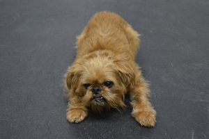 Ein Hund auf einer asphaltierten Straße.