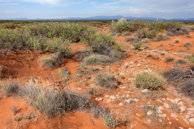 Wüstenlandschaft mit rotem Sand, spärlicher Vegetation, Pflanzen, Steinen, Hügeln und einem bewölkten Himmel im Hintergrund.