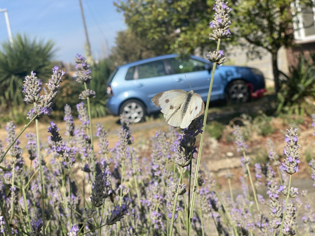 Blauer Wagen vor einem Lavendelfeld mit einer weißen Schmetterlings auf einer Blume, Bäume und Gebäude im Hintergrund.